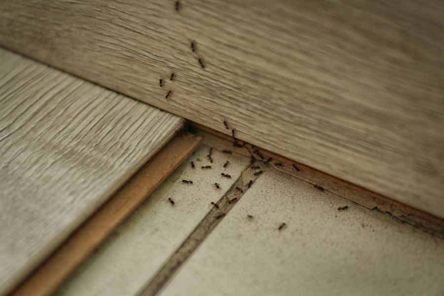 Carpenter ant extermination by Extreme Bedbug Extermination