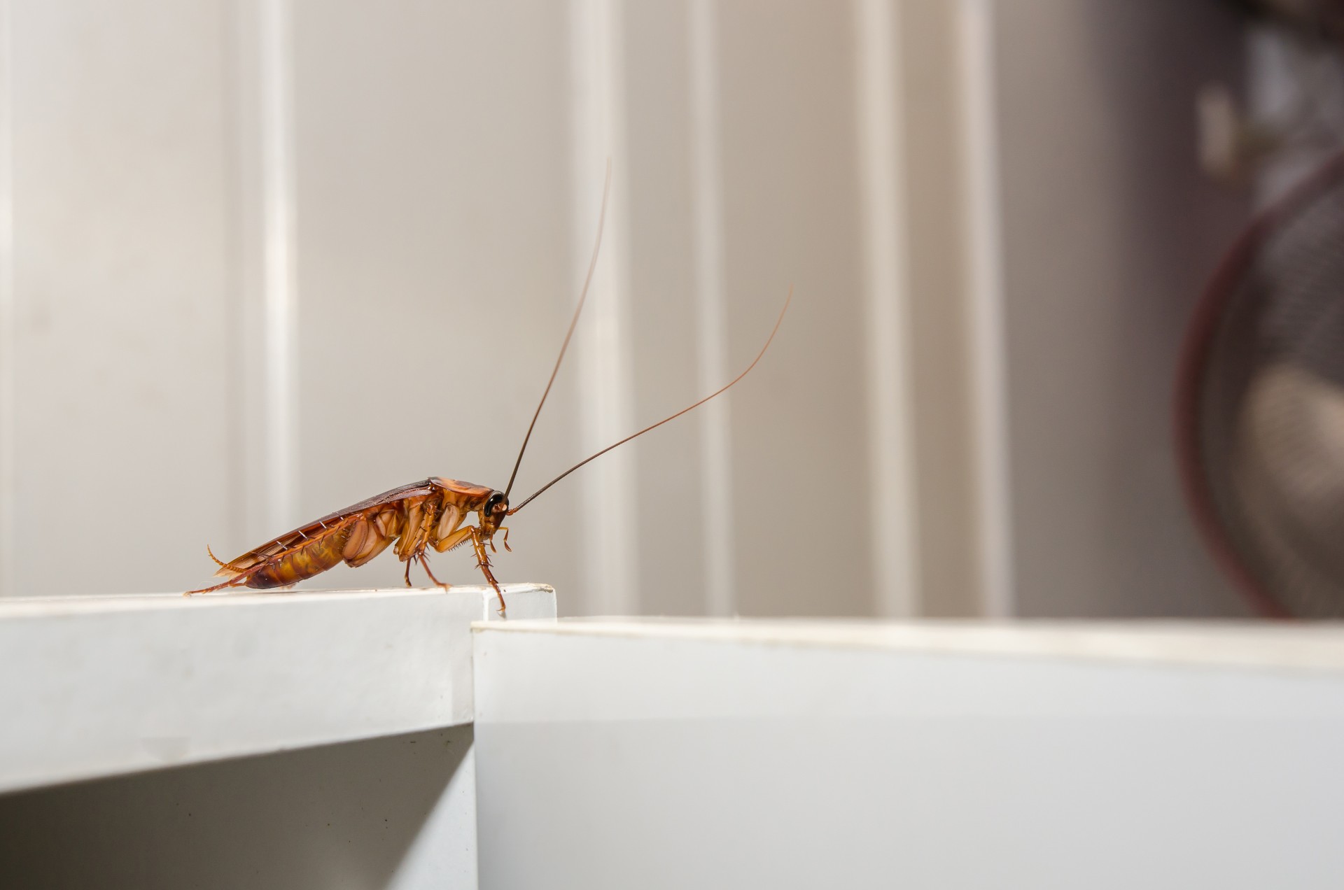 Cockroach Extermination by Extreme Bedbug Extermination