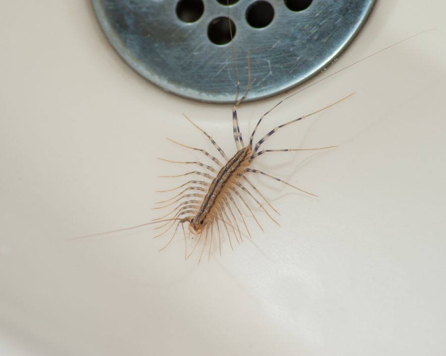 Centipede and millipede control by Extreme Bedbug Extermination