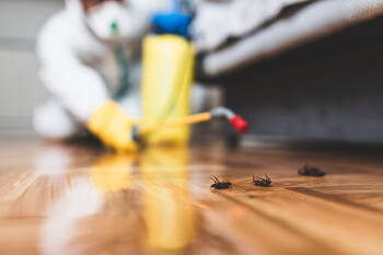 Cockroach Extermination in Bellwood, Illinois by Extreme Bedbug Extermination