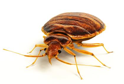 Bed bug extermination by Extreme Bedbug Extermination