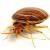 Forest Park Bedbug Extermination by Extreme Bedbug Extermination