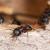 Dyer Ant Extermination by Extreme Bedbug Extermination