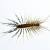 Alsip Centipedes & Millipedes by Extreme Bedbug Extermination