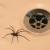 Forest Park Insects & Spiders by Extreme Bedbug Extermination