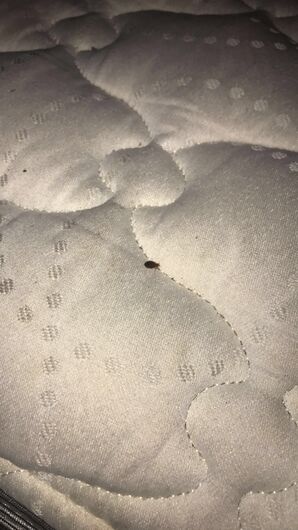 Bedbug Extermination in Chicago, IL (2)
