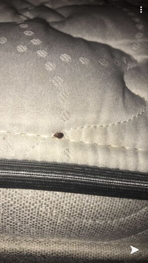 Bedbug Extermination in Chicago, IL (1)
